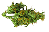 Tangimal Cookies